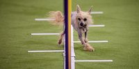 NEW YORK, NEW YORK - FEBRUARY 8: A Chinese Crested dog runs during the agility competition at Jacob K. Javits Convention Center on February 8, 2025 in New York City. (Photo by Andres Kudacki/Getty Images)