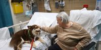 SYDNEY, AUSTRALIA - AUGUST 17: Salla a Delta therapy dog visits with an emergency department patient during a 'Paws the Pressure' session at St Vincent's Hospital on August 17, 2022 in Sydney, Australia. Delta therapy dogs, a volunteer based organisation believe in the social, emotional and physiological benefits of positive interaction between people and therapy animals. Therapy dogs were introduced to the emergency ward at St Vincent's Hospital in late 2021 and under the 'Paws the Pressure' program are also providing comfort to staff during added pressures of the COVID-19 pandemic. (Photo by Lisa Maree Williams/Getty Images)
