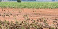 Farmer In Jagersfontein Losses 72 Hectares Of Maize Due To Flash Floods