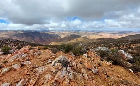 How illegal harvesting of vulnerable plants and animals strips the Cape’s ecology