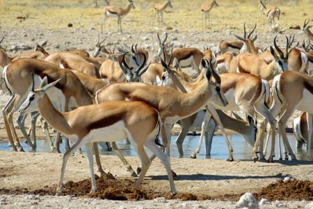 The Springbok Migrations: Thundering hooves of death, meat like a fine pȃté