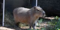 PRETORIA, SOUTH AFRICA - SEPTEMBER 21: Three new young capybaras are released in their new environment in the National Zoo after being quarantined on September 21, 2021 in Pretoria, South Africa. It is reported that this is the first time in more than 20 years that the National Zoo has once again kept some of the semi-aquatic capybaras. (Photo by Gallo Images/Beeld/Deaan Vivier)