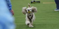 NEW YORK, NEW YORK - FEBRUARY 08: A dog competes during the 149th Annual Westminster Kennel Club Dog Show – Westminster's Canine Celebration at Javits Center on February 08, 2025 in New York City. (Photo by Jamie McCarthy/Getty Images for Westminster Kennel Club)