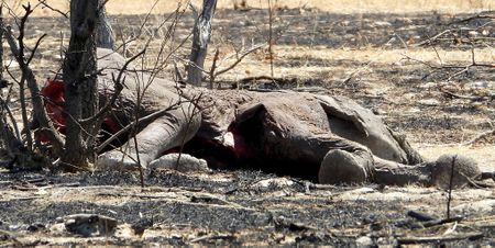 Stinging criticism after 'preventable' week-long fire at Etosha National Park threatens biodiversity, livelihoods