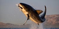 fallows-shark-book
