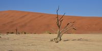 Dead Vlei forest. Photographer: Peter Versfeld