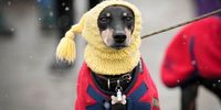 BIRMINGHAM, ENGLAND - MARCH 09: A dog wearing a wholly hat arrives in wintry weather for the first day of Crufts 2023 at the NEC Arena on March 9, 2023 in Birmingham, England. Billed as the greatest dog show in the world, the Kennel Club event sees dogs from across the world competing for the coveted Best in Show title. (Photo by Christopher Furlong/Getty Images)
