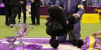 Dog handler Kaz Hosaka and Sage, Best in Show and Non-Sporting Group winner pose during the 148th Annual Westminster Kennel Club Dog Show - Best In Show at Arthur Ashe Stadium on May 14, 2024 in Queens, New York.  (Photo by Michael Loccisano/Getty Images for Westminster Kennel Club )