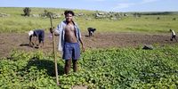 Sakhayedwa Danca, in Nyavini Village, Eastern Cape, in his sweet potatoe field.<br>(Photo: Margie Pretorius)