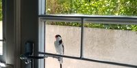 Whydah loving itself. Image: Anonymous