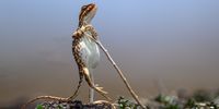 "The Rock Star" Fan-throated lizards are found only in the Indian subcontinent, where they have evolved under the influence of changing climates. These lizards are colourful and belong to the category of reptiles. Maharashtra State, India. (Photo: Sanjay Patil)
