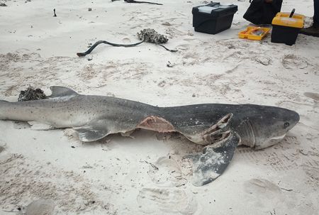 Sharks washed up on Cape shore after orca feeding frenzy less of a threat than knock-on ecosystem damage caused by humans - marine biologists