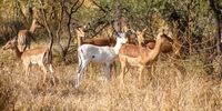 Albino Impala Mapungubwe. Photographer: Neville Lance