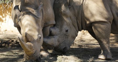 Poachers target private reserves after the number of incidents drops in national parks