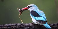 Not even a rainy day disappoints in the Kruger - a Woodlands Kingfisher and its meal. Photographer: Caroline Rowbottom