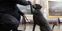 WASHINGTON, DC - JANUARY 04: Douglas, a Golden Retriever Poodle Mix, shakes hands with his handler in the Rotunda of the U.S. Capitol Building on January 04, 2022 in Washington, DC. Douglas, a comfort dog with K9 First Responders, is visiting Capitol Hill along with other comfort dogs ahead of the one year anniversary of the January 6th attack on the U.S. Capitol Building. (Photo by Anna Moneymaker/Getty Images)