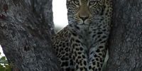 Leopard in the Sabi Sand Game Reserve.