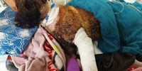 Sky postmortem reveals grim final hours of SAPS arson detection dog