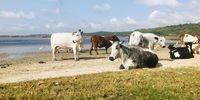 The Cattle of Kosi Bay Mouth. Photographer: David Phipson