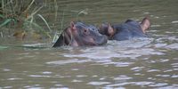 The reserve once contained the third largest hippo population in South Africa, but recent studies show that their numbers have dropped dramatically, Pic Tony Carnie