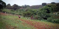 Small scale farming in Thohoyandou. Photo: Supplied