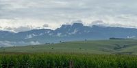 View of Champagne Castle from the Valley Bakery with a fine stand of maize in the foreground and the clouds clearing after 3 days of rain.  - Hilton Wheeler