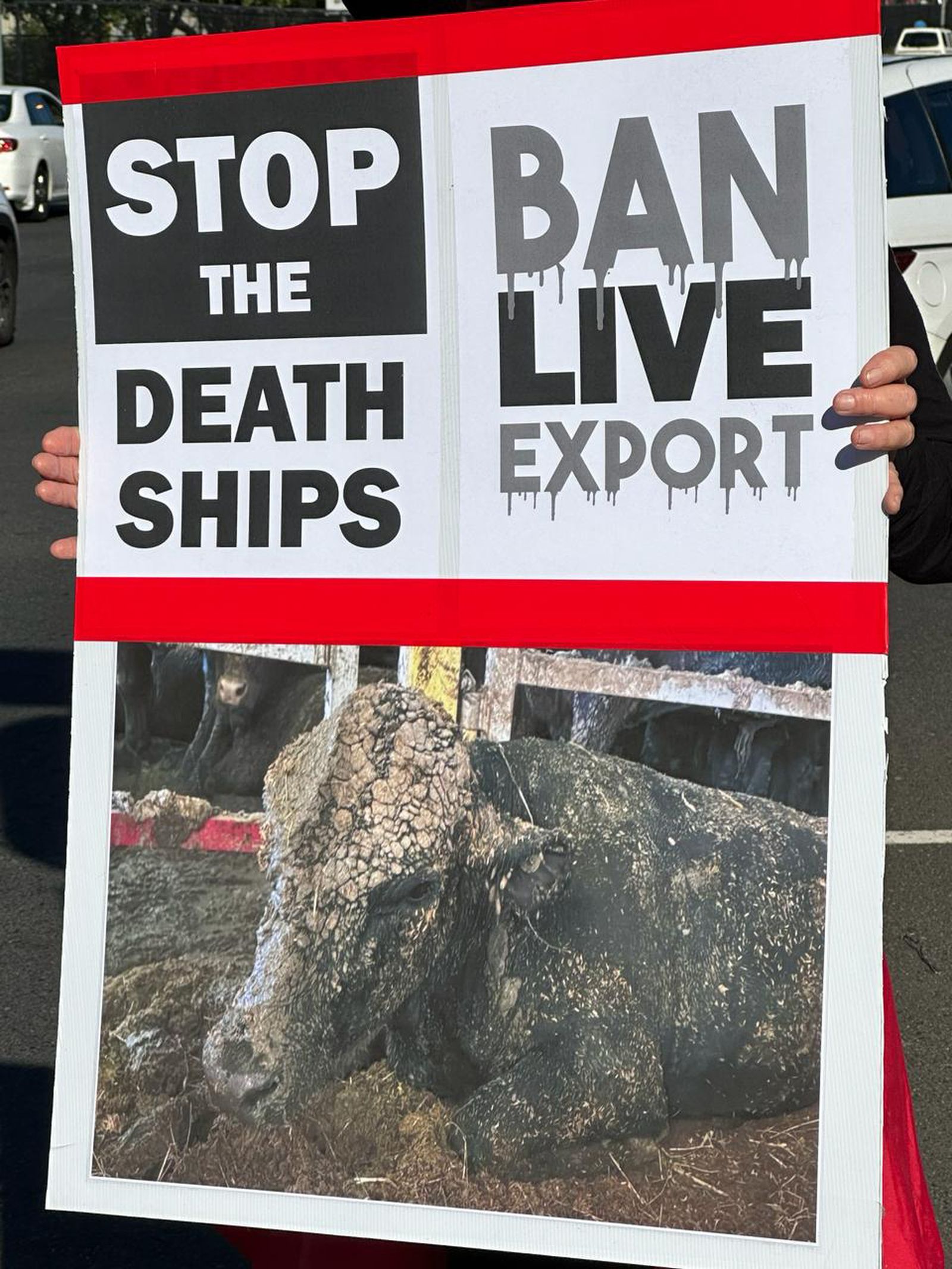 New live animal export welfare rules: Will they stop the suffering?
