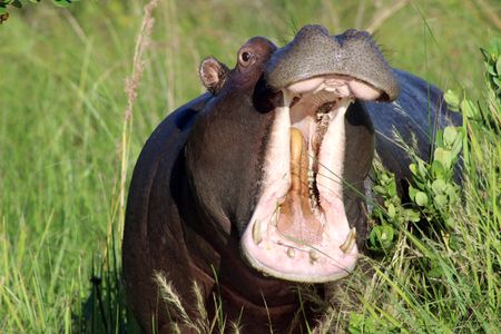 Is artificial breaching a new chapter or an early sunset for the St Lucia estuary?