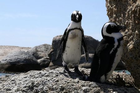 Urgent case to prevent extinction of African penguin heads to Gauteng High Court