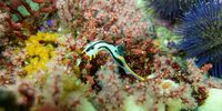 A crowned nudibranch slowly making its way across a reef on the eastern rim of False Bay. Photographer: Zander Horn