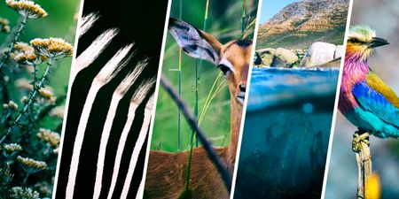 Wildlife economies have power to extend Africa’s biodiversity conservation and help curb climate change