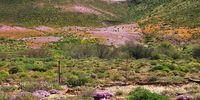 Spring erupts in the Biedouw Valley. Photographer: David Bass
