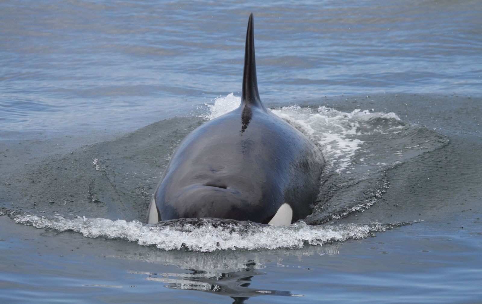 Scientists detail first recording of single orca killing white shark