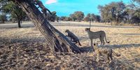 Don-cheetah census