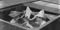 Two men enjoying the heatwave in a tub of water, using pages from their newspaper as sun hats.   (Photo by Ron Case/Getty Images)