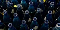 Odd one out. Image: Wilhelm de Beer