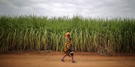 Debt-heavy sugar maker Tongaat reports R1.1 billion loss 