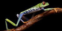 'Slow Walk'. A red-eyed tree frog walks slowly through the rainforest in northern Costa Rica. © Manuel Rodríguez, Costa Rica, Shortlist, Latin America National Awards, Sony World Photography Awards 2023