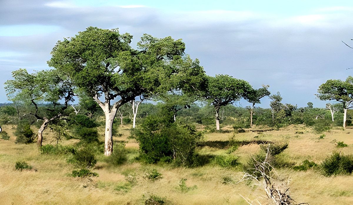 Elephants or marula trees? A plant ecologist’s uneasy view from the ...