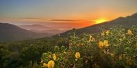 Last rays over the fynbos. Photographer: Hugo Scott Attfield</p>
<p>