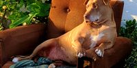 Mark Smith<br>dogs life<br>portugal