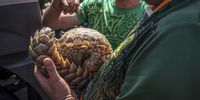 Officials examine a pangolin rescued in a sting operation. (Photo: Shiraaz Mohamed)