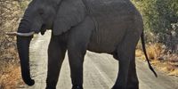 Elephant blocking the Road at Bakubang Gate Pilanesberg. Photographer: Pablo Sequiera