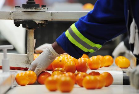 2024 SA citrus exports reach 164.5 million cartons, just shy of 2023 record — CGA