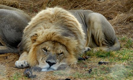 Provincial backing to phase out captive lion industry tests hand of new environment minister