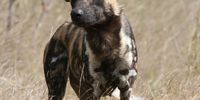 Wild Dog in the Kruger. Image: Hilary Twine