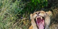  Am I not dangerous? Image: Karin Linder