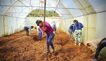The future of urban agriculture in Johannesburg and the role of Bertrams Farm
