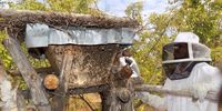 The NCP has helped develop alternative income streams for villagers in the Niassa Special Reserve, bee-keeping and the production of honey among them. (Photo: Colleen Begg)