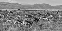 Springbok on the move on the Rooiplaat Plateau in the Mountain Zebra National Park outside Cradock, Eastern Cape Karoo. Cronwright Schreiner, husband of legendary local Olive, studied the mass migrations of trekbokke in the late 19th century